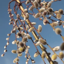 Salix caprea Kilmarnock primăvara. 