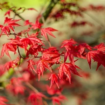Frunzele roșu intens ale Acer palmatum Beni-Maiko.