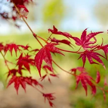 Frunzele roșu intens ale Acer palmatum Beni-Maiko.