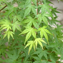 Frunzele galbene ale arțarului japonez Katsura se schimbă în verde vara. 