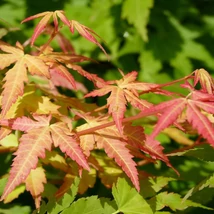 Arțarul japonez Phoenix îți va decora grădina cu frunziș minunat. 