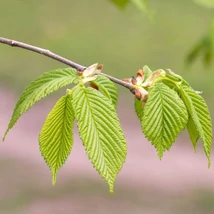 Frunzele carpenului. 