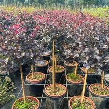 Loropetalum MT - Alunul vrăjitoarelor cu trunchi înalt