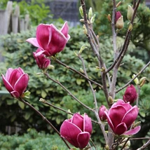 Florile magnoliei Genie. 