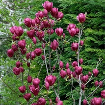 Florile magnoliei Genie. 