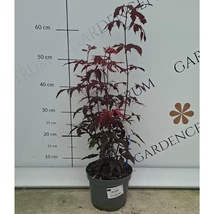 Acer palmatum Atropurpureum decoreazăcu frunze vișinii, deosebite. 