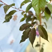 Prunus serrulata Royal Burgundy cu frunze bordo și flori duble roz.