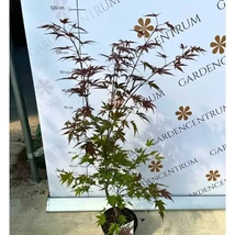Arțarul japonez cu frunze roșii își arată culorile minunate în luna septembrie, în pepiniera noastră