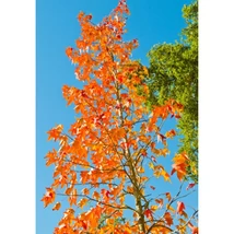 Aspectul frunzelor și al culorilor minunate de toamnă ale Liquidambar styraciflua Slender Silhouette.