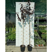 Înflorirea arborelui Prunus cerasifera.