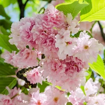 Florile duble roz ale cireșului japonez ornamental formează ciorchini dens dispuși pe ramuri.