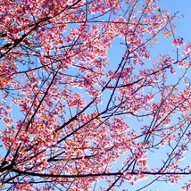 Florile duble roz ale cireșului japonez ornamental formează ciorchini dens dispuși pe ramuri.