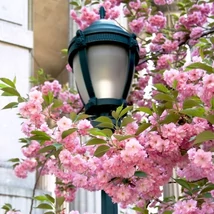 Florile duble roz ale cireșului japonez ornamental Prunus serrulata Kanzan acoperă complet ramurile arborelui.