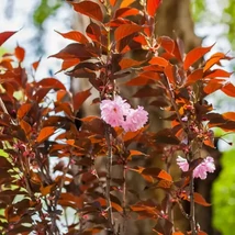 Prunus serrulata Royal Burgundy cu frunze bordo și flori duble roz.