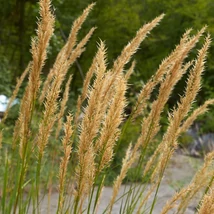 Calamagrostis x acutiflora Karl Foerster - Pene de stuf