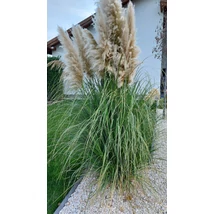 Aspectul plantei Cortaderia selloana.