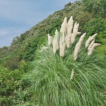 Iarbă de pampas pitică.