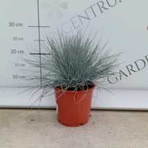 Iarbă albastră plantată în grupuri.