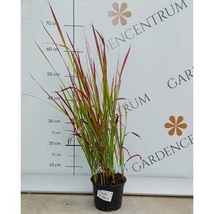 Imperata cylindrica Red Baron.