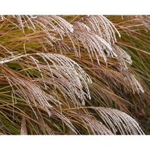 Florile ierbii ornamentale Miscanthus sinensis Adagio. 