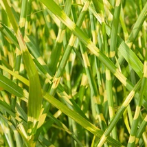 Miscanthus sinensis Little Zebra plantat într-un strat de flori perene.