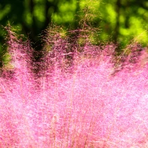 Inflorescențele gingașe de Muhlenbergia.