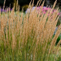 Iarba ornamentală Calamagrostis Karl Foerster decorează straturile perene cu inflorescențe superbe.