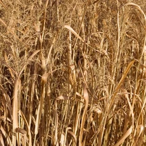 Frunzișul verde a ierbii ornamentale Panicum virgatum Northwind.