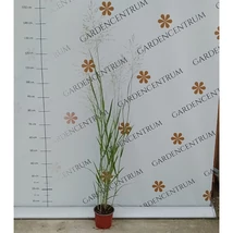 Panicum virgatum Heavy Metal în luna august. 