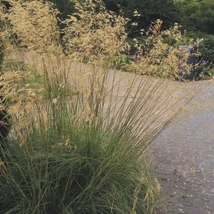 Stipa gigantea