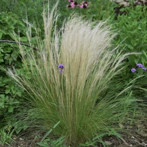 Coadă de ponei mexican Stipa Pony Tails.