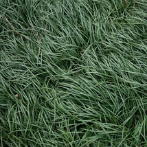 Ophiopogon japonicus Minor este o plantă excelentă pentru acoperirea solului, având frunze decorative.