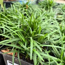 Ophiopogon japonicus Minor este o plantă excelentă pentru acoperirea solului, având frunze decorative.