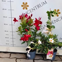 Florile gingașe ale Diplandeniei înfloresc pe parcursul verii. 