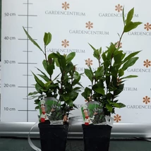 Dafinul este o plantă aromatică și o plantă ornamentală minunată în aceași timp. 