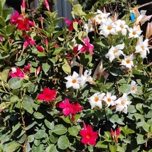 Mandevilla este o plantă de balcon cu înflorire abundentă. 