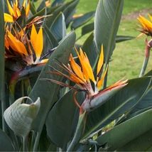 Floarea deosebită a plantei Strelitzia reginae.