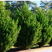 Chiparoși leylandi plantate într-un rând.