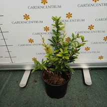 Fructele albastre ale Berberis julianae.