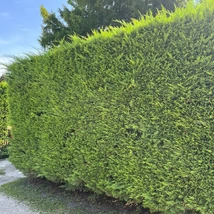 Chiparoși leylandi plantate într-un rând.