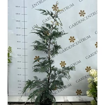 Lăstarul Chiparosului Leylandii variegat.