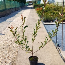 Photinia Pink Marble, cu creștere rapidă în luna septembrie. 