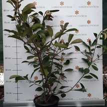 Photinia x fraserii Red Robin la ghiveci în pepiniera noastră. 