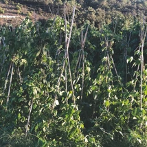 Utilizarea tutorului din bambus într-o grădină de legume. 
