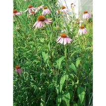 CHELSEA suport plante semicircular 30 x 60 cm.