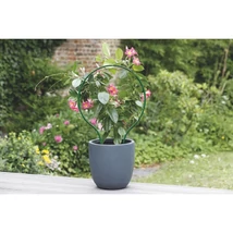 Utilizarea suportului curbat PLAST ARC pentru plante cățărătoare în ghiveci.