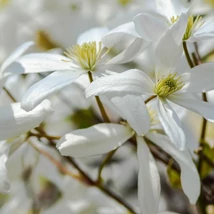 Florile albe în formă de stea a clematitei veșnic verde. 