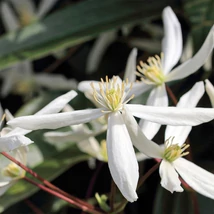 Florile albe în formă de stea a clematitei veșnic verde. 