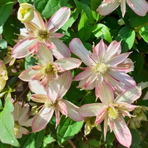 Florile deosebite ale Clematis montana Majorie.
