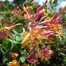 Lonicera heckrottii Goldflame minunat. 